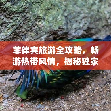 菲律賓旅游全攻略，暢游熱帶風情，揭秘獨家旅行秘籍！