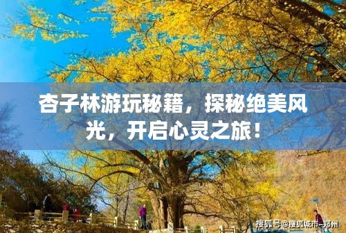 杏子林游玩秘籍，探秘絕美風光，開啟心靈之旅！