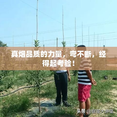 真煙品質的力量，彎不斷，經得起考驗！