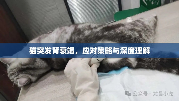 貓突發(fā)腎衰竭，應(yīng)對策略與深度理解
