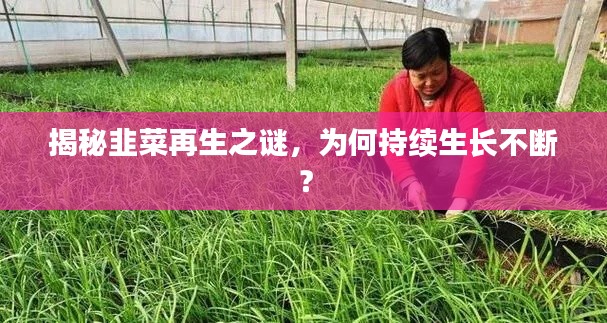揭秘韭菜再生之謎，為何持續(xù)生長(zhǎng)不斷？