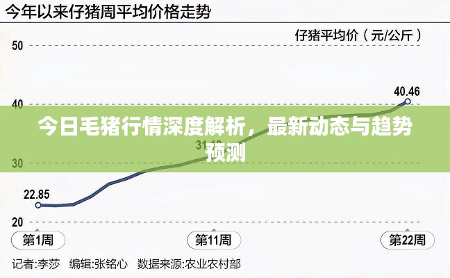 今日毛豬行情深度解析，最新動態與趨勢預測