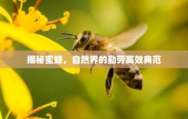 揭秘蜜蜂，自然界的勤勞高效典范