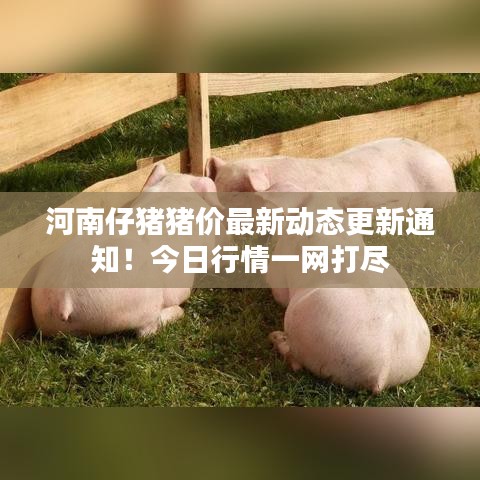 河南仔豬豬價最新動態(tài)更新通知！今日行情一網(wǎng)打盡