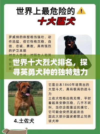 世界十大烈犬排名，探尋英勇犬種的獨特魅力
