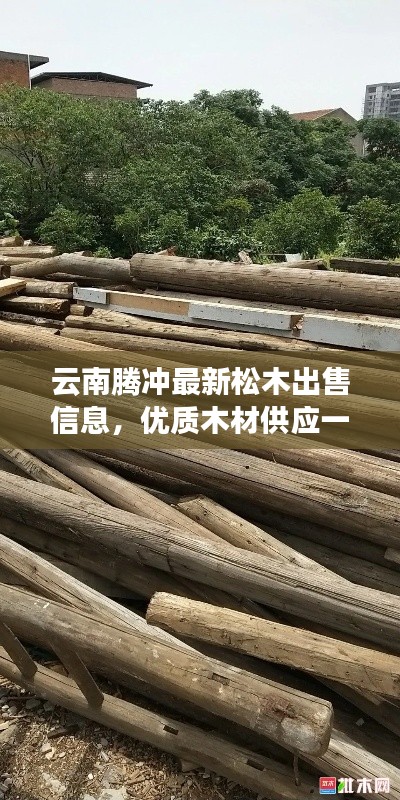 云南騰沖最新松木出售信息，優質木材供應一覽