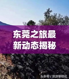 東莞之旅最新動態揭秘，今日消息一網打盡！