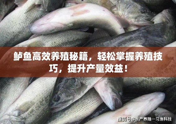 鱸魚高效養殖秘籍，輕松掌握養殖技巧，提升產量效益！