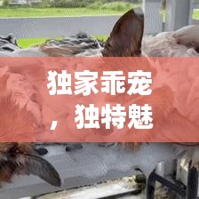 獨家乖寵，獨特魅力揭秘！