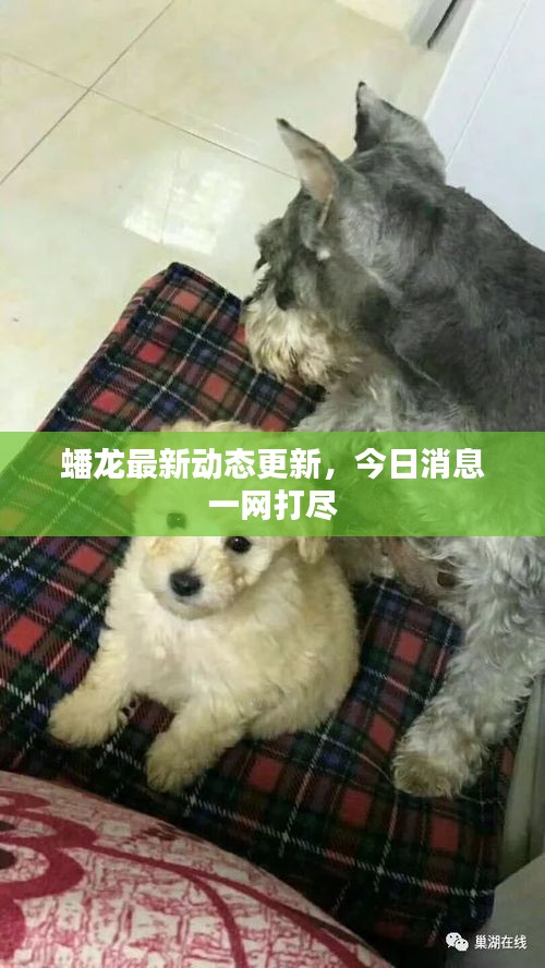 蟠龍最新動態(tài)更新，今日消息一網(wǎng)打盡