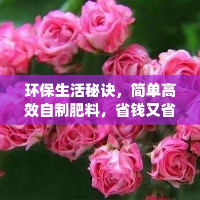 環保生活秘訣，簡單高效自制肥料，省錢又省心！