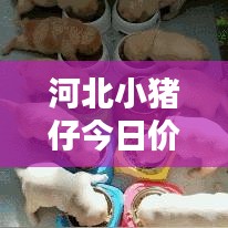 河北小豬仔今日價(jià)格動(dòng)態(tài)，最新行情速覽