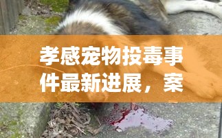 孝感寵物投毒事件最新進展，案情揭秘與動態(tài)更新