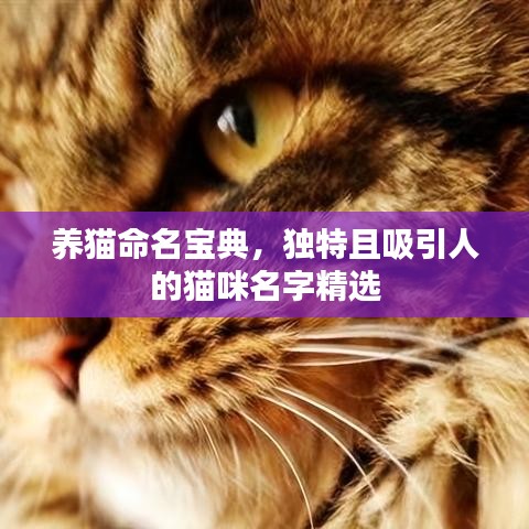 養(yǎng)貓命名寶典，獨(dú)特且吸引人的貓咪名字精選