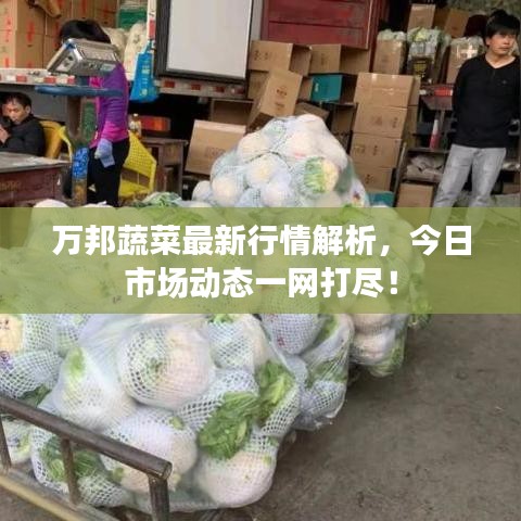 萬邦蔬菜最新行情解析，今日市場動(dòng)態(tài)一網(wǎng)打盡！